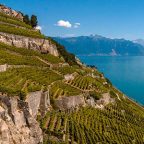 Chasselas at its best – Bovard Winery