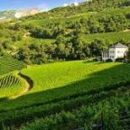 Exploring Petit Arvine from Domaine Rouvinez: A Personal Journey