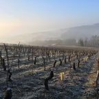 From Past to Present: Givry’s Evolution as a Premier Burgundy Destination