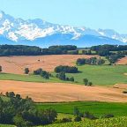 Exploring the Rich Tapestry of Gascogne: A Journey into the Native Grape Varieties