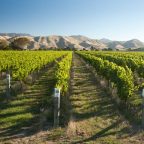 Beyond Sauvignon Blanc: New Zealand’s Rising Stars in White Wine