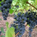 Growing Grapes with Grace: The Essential Steps in Vine Training