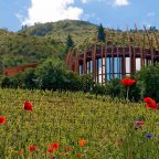 Clos Apalta Winery: A Symphony of Terroir, Legacy, and Distinction