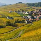 Alsace Wine Appellation: A Deep Dive into Terroir, History, and Varietals”