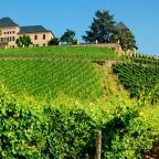 Schloss Johannisberg: 300 Years of German Winemaking