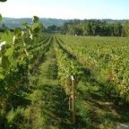 Vino verde – Portugal’s heritage is particularly unknown