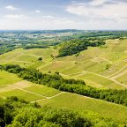 Jura Wine. A Journey Through History, Terroir, and Grape Varieties