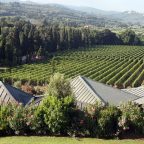 Bolgheri Brilliance: Gaja’s Ca’ Marcanda and the Pioneering Spirit of Tuscan Wines