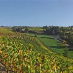 Quarts-de-Chaume: A Historical Journey Through the Vineyards and Premium Wines