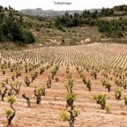 The Storied History and Diverse Wines of Winery Telmo Rodriguez