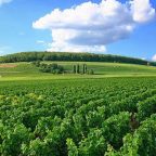 Corton in Burgundy: A Comprehensive Exploration of the Premier Cru Terroir