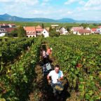 The Legacy of Domaine Bott-Geyl: Six Generations of Alsace Winemaking