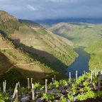 Ribeira Sacra Wines: From Monastic Roots to Modern Masterpieces