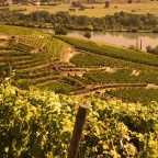 Guide to Domaine Verzier: Rhone Valley Syrah You Need to Try