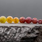 Restsüße & Ripeness: Sugar, Site, and Strategy in German Wine