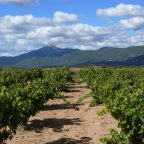 Urban Roots, Rural Vines: The Bold Identity of Vinos de Madrid