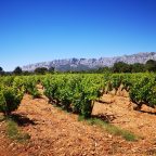 The Sainte-Victoire Story: How a Provençal Gem Became a Cru