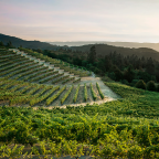 A Journey Through the Rugged Soul of Mount Veeder: Napa’s Mountainous Enigma