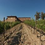 Livio Sassetti and the Northern Soul of Brunello di Montalcino